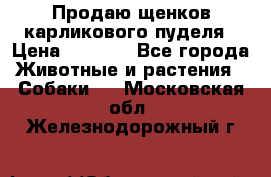 Продаю щенков карликового пуделя › Цена ­ 2 000 - Все города Животные и растения » Собаки   . Московская обл.,Железнодорожный г.